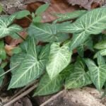 kaládium (Caladium 'Aaron') – fotografia rastliny