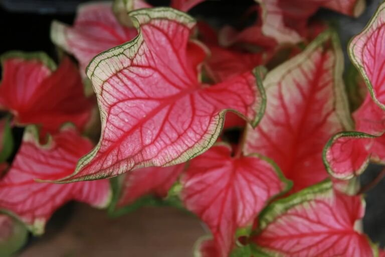 Caladium florida 'Sweetheart'