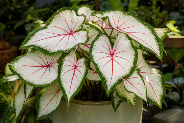 Caladium 'White Queen'