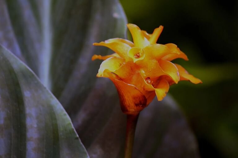 Goeppertia crocata