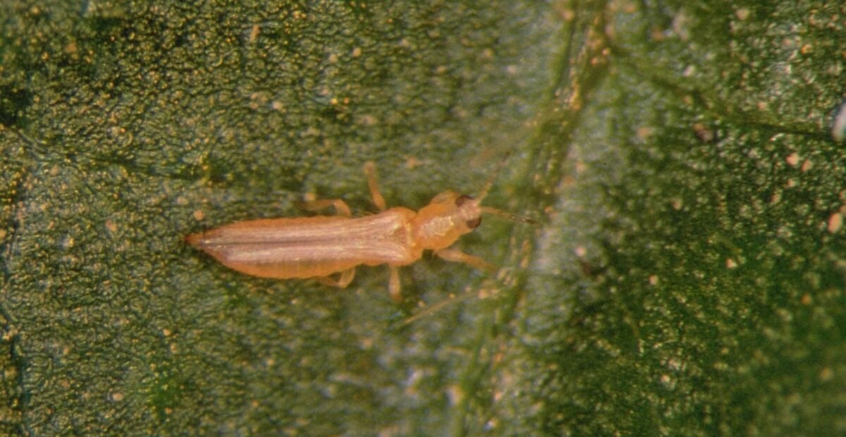 Kalifornischer Blütenthrips
