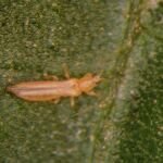 Kalifornischer Blütenthrips