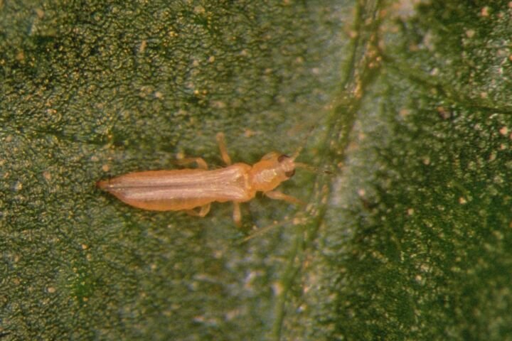 Kalifornischer Blütenthrips
