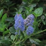 Kalifornischer Flieder (Ceanothus thyrsiflorus) – Pflanzenfoto