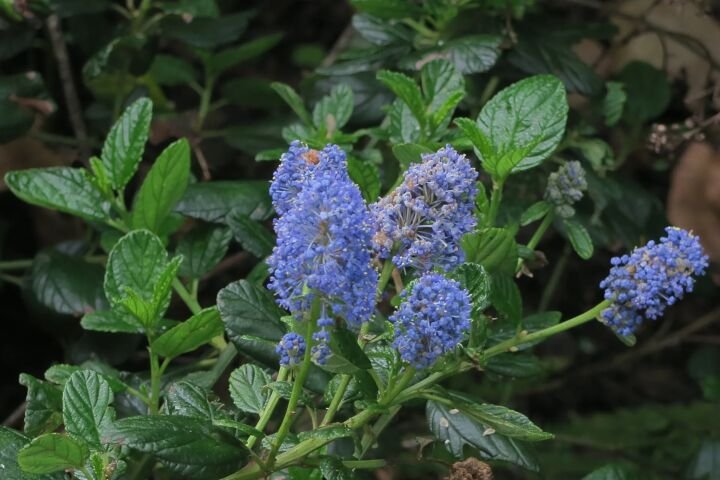 Ceanothus thyrsiflorus