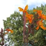 Kana (Canna 'Pacific Beauty') – fotografia rastliny
