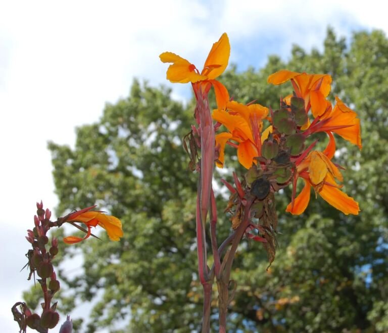 Canna 'Pacific Beauty'