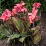 Kana (Canna 'Pink Sunburst') – fotografia rastliny