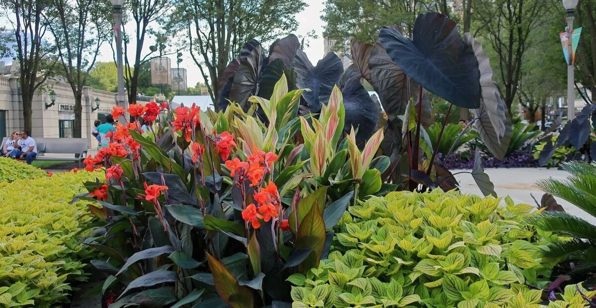 kana indická (Canna 'Black Knight') – fotografia rastliny