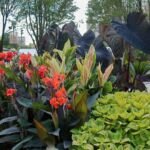 kana indická (Canna 'Black Knight') – fotografia rastliny
