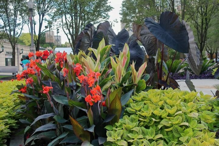 Canna 'Black Knight'