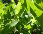 Kana indická (Canna indica) – pestovanie a starostlivosť