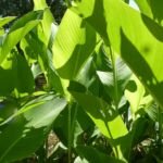 kana indická (Canna indica) – fotografia rastliny