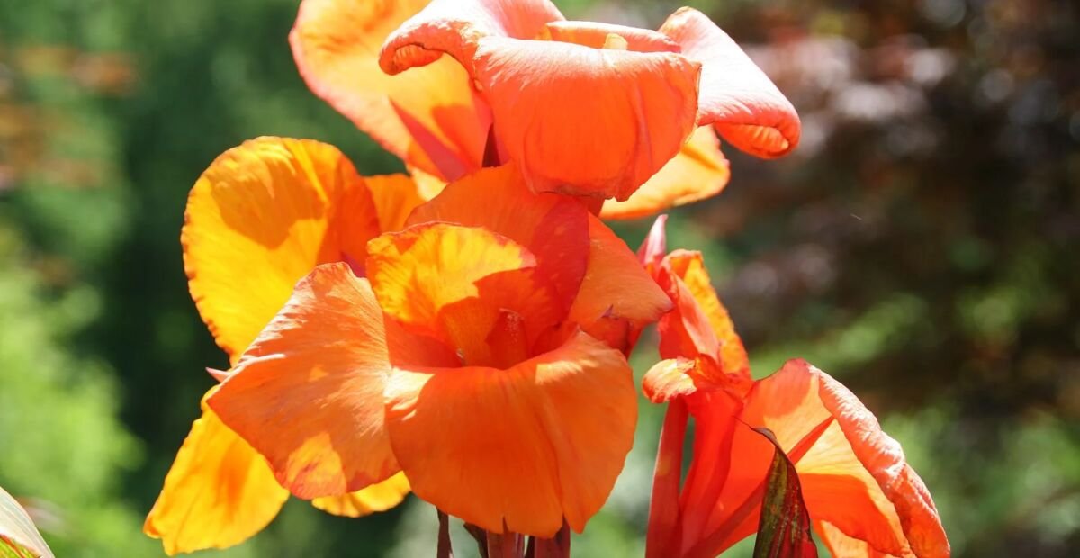 Kana ‘Tropicanna’ (Canna 'Tropicanna') – fotografia rastliny