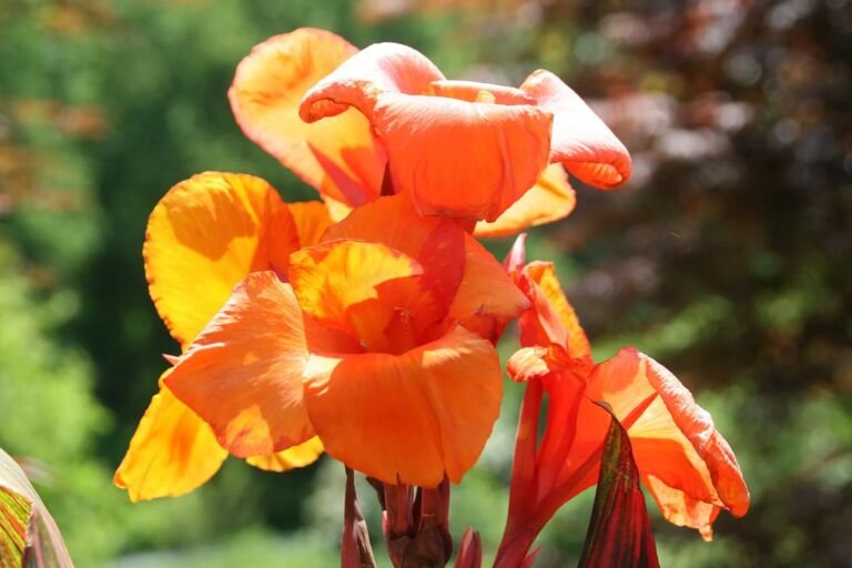 Canna 'Tropicanna'