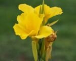 Kana ‘Yellow King Humbert’ (Canna ‘Yellow King Humbert’)