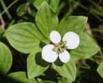 Kanadischer Hartriegel (Cornus canadensis) – Pflege