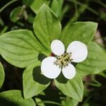Kanadischer Hartriegel (Cornus canadensis) – Pflanzenfoto