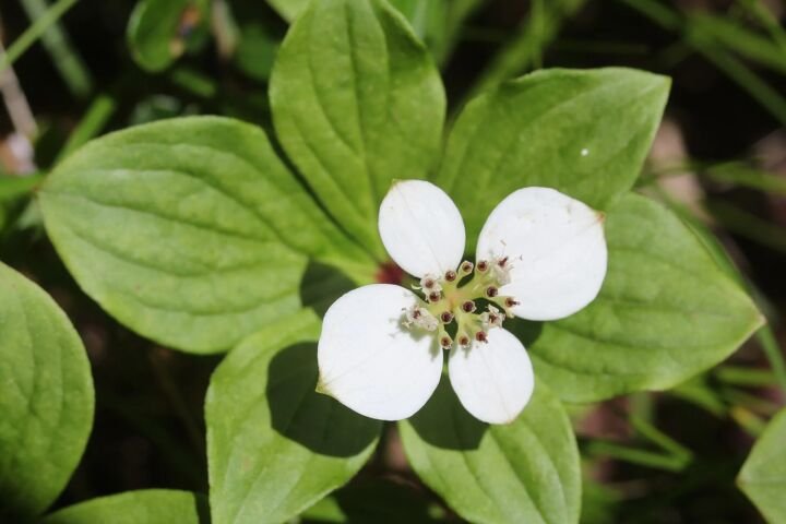 Cornus canadensis