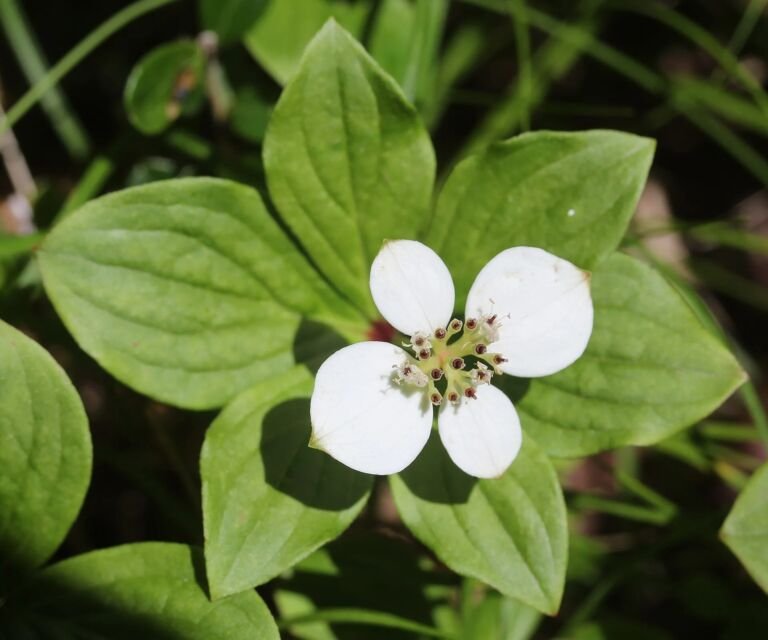 Cornus canadensis