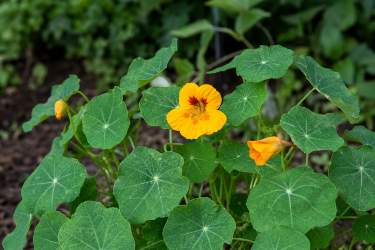 Tropaeolum tuberosum