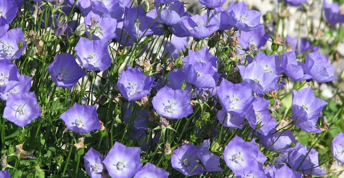 Karpaten-Glockenblume (Campanula carpatica) – Pflanzenfoto