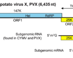Kartoffelvirus X