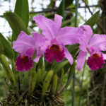 katleja pyskatá (Cattleya labiata) – fotografia rastliny