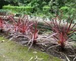 Keulenlilie (Cordyline australis ‘Pink Passion’)