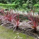 Keulenlilie (Cordyline australis 'Pink Passion') – Pflanzenfoto
