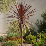 Keulenlilie (Cordyline australis 'Pocahontas') – Pflanzenfoto