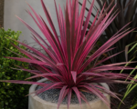 Keulenlilie ‘Electric Pink’ (Cordyline australis ‘Electric Pink’)