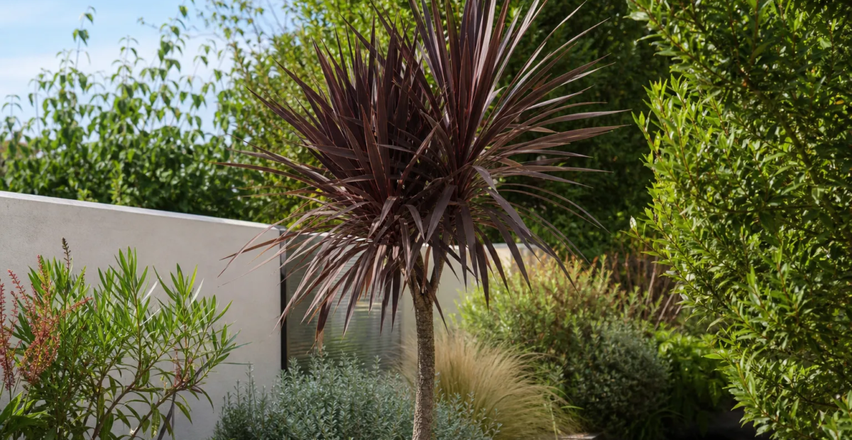 Keulenlilie 'Purpurea' (Cordyline australis 'Purpurea') – Pflanzenfoto