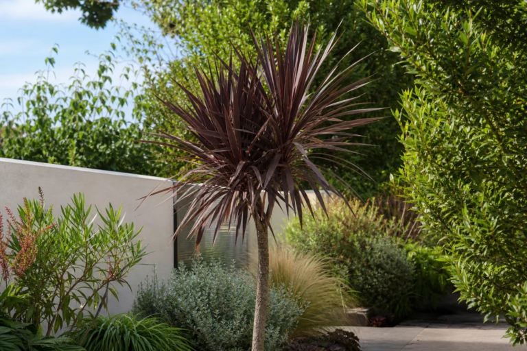 Cordyline australis 'Purpurea'