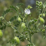 Kichererbse (Cicer arietinum) – Pflanzenfoto