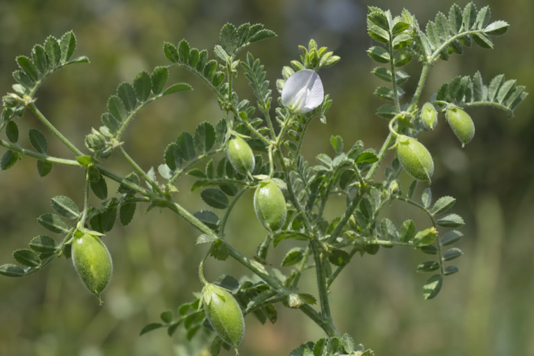 Cicer arietinum