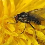 Kleine Kohlfliege