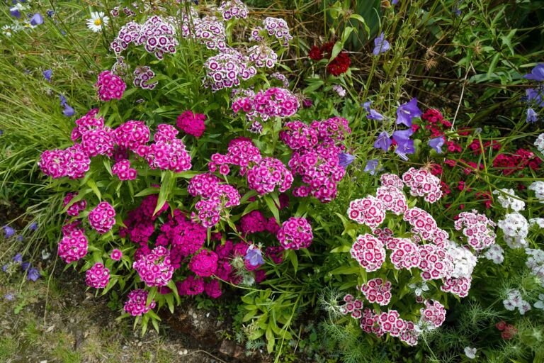 Dianthus 'Sweet William'