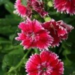 klinček čínsky (Dianthus chinensis) – fotografia rastliny