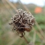 Knäuel-Glockenblume (Campanula glomerata) – Pflanzenfoto