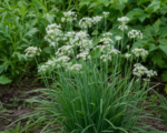 Knoblauch-Schnittlauch (Allium tuberosum) – Pflege