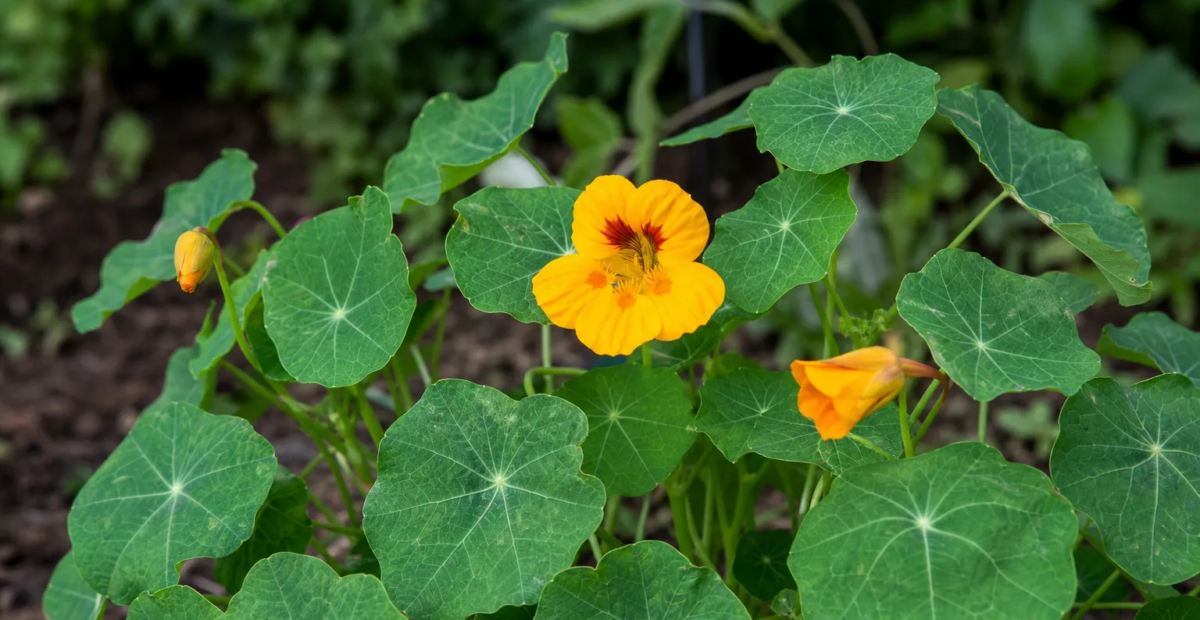 Knollige Kapuzinerkresse (Tropaeolum tuberosum) – Pflanzenfoto