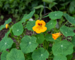 Knollige Kapuzinerkresse (Tropaeolum tuberosum) – Pflege