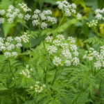 Knolliger Kälberkropf (Chaerophyllum bulbosum) – Pflanzenfoto