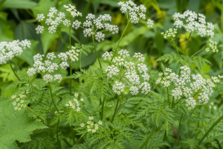 Chaerophyllum bulbosum