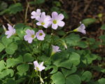 Knolliger Sauerklee (Oxalis tuberosa) – Pflege