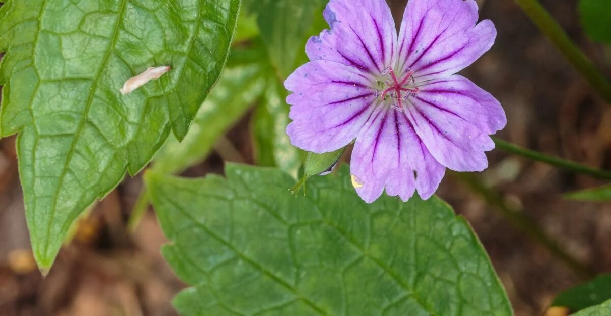 Knotiger Storchschnabel (Geranium nodosum) – Pflanzenfoto