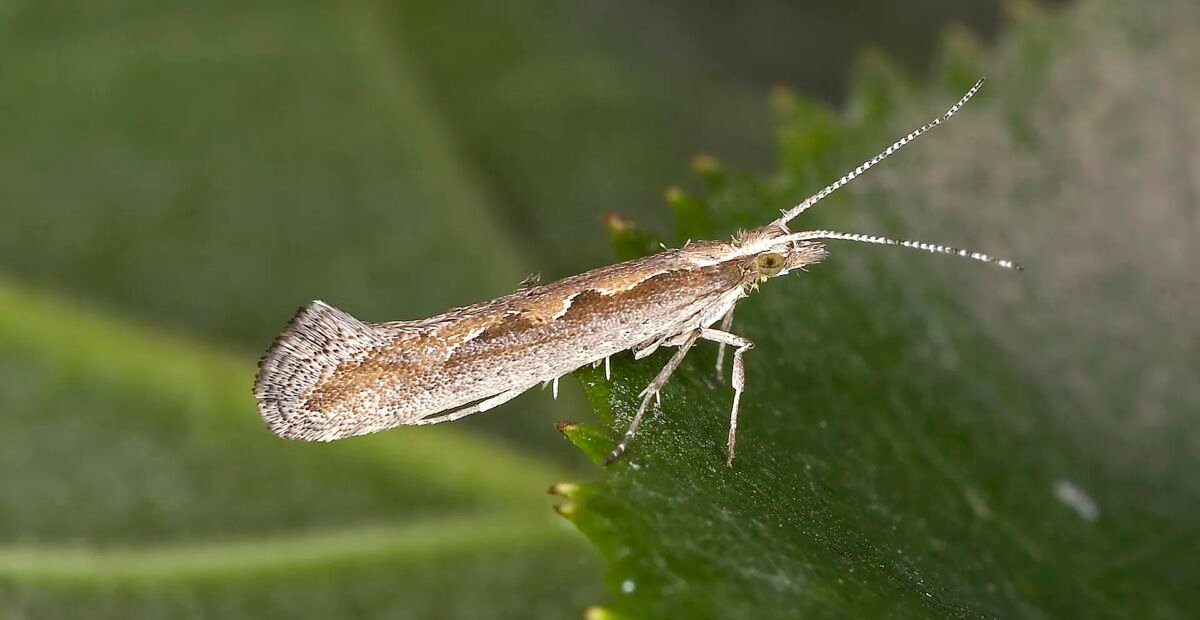Kohlmotte (Plutella xylostella)