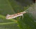 Kohlmotte (Plutella xylostella)