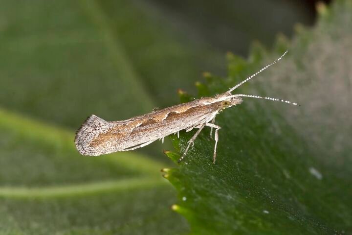 Kohlmotte (Plutella xylostella)